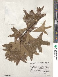 Quercus laevis image