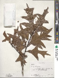 Quercus laevis image