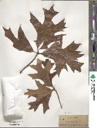 Quercus laevis image