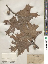 Quercus laevis image