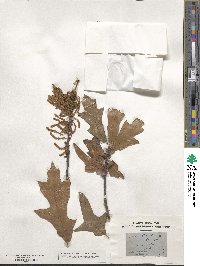 Quercus laevis image