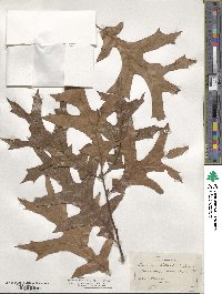 Quercus laevis image