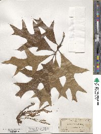 Quercus laevis image