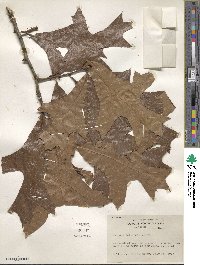 Quercus laevis image