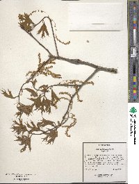 Quercus laevis image