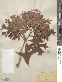 Quercus laevis image