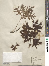 Quercus laevis image