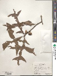 Quercus laevis image