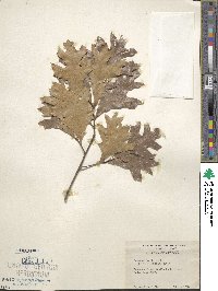 Quercus laevis image