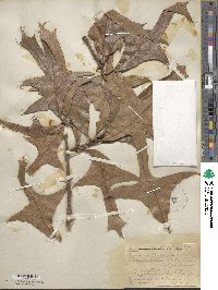 Quercus laevis image