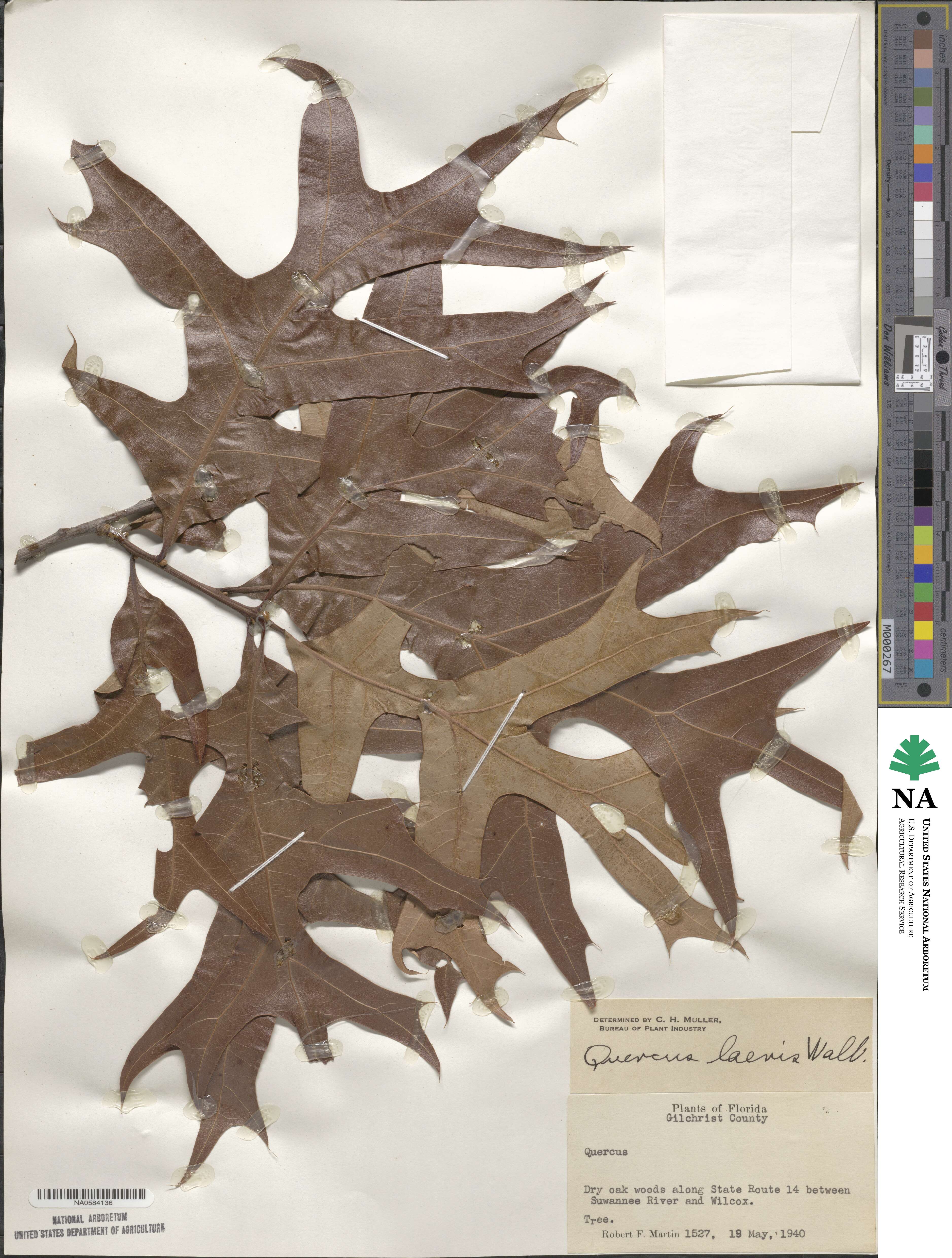 Quercus laevis image