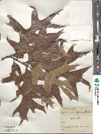 Quercus laevis image