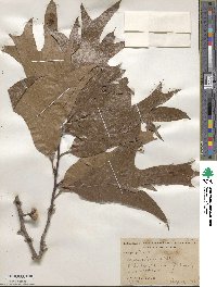 Quercus laevis image