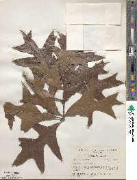 Quercus laevis image