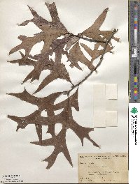 Quercus laevis image