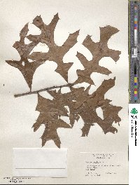 Quercus laevis image