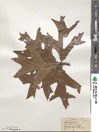 Quercus laevis image