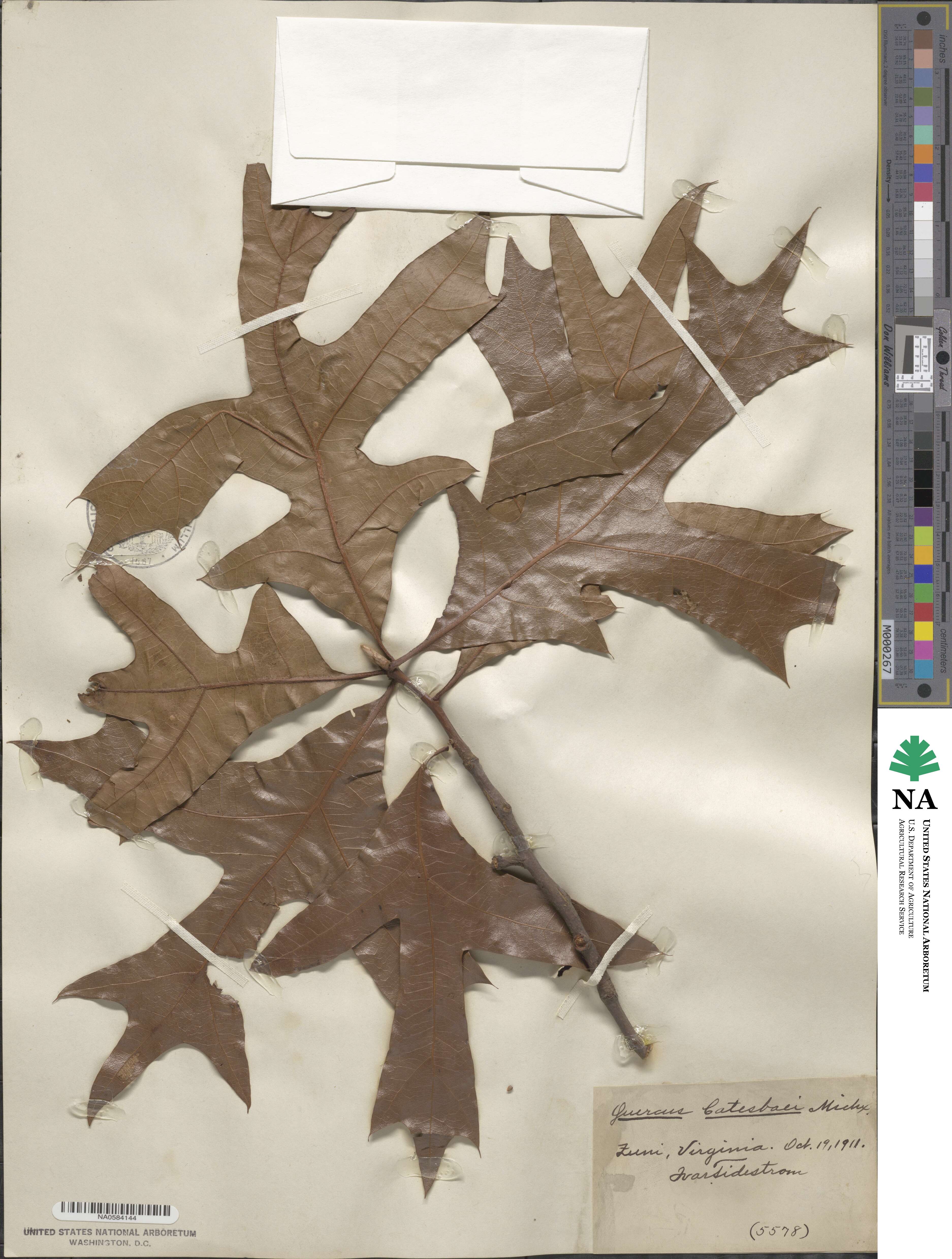 Quercus laevis image