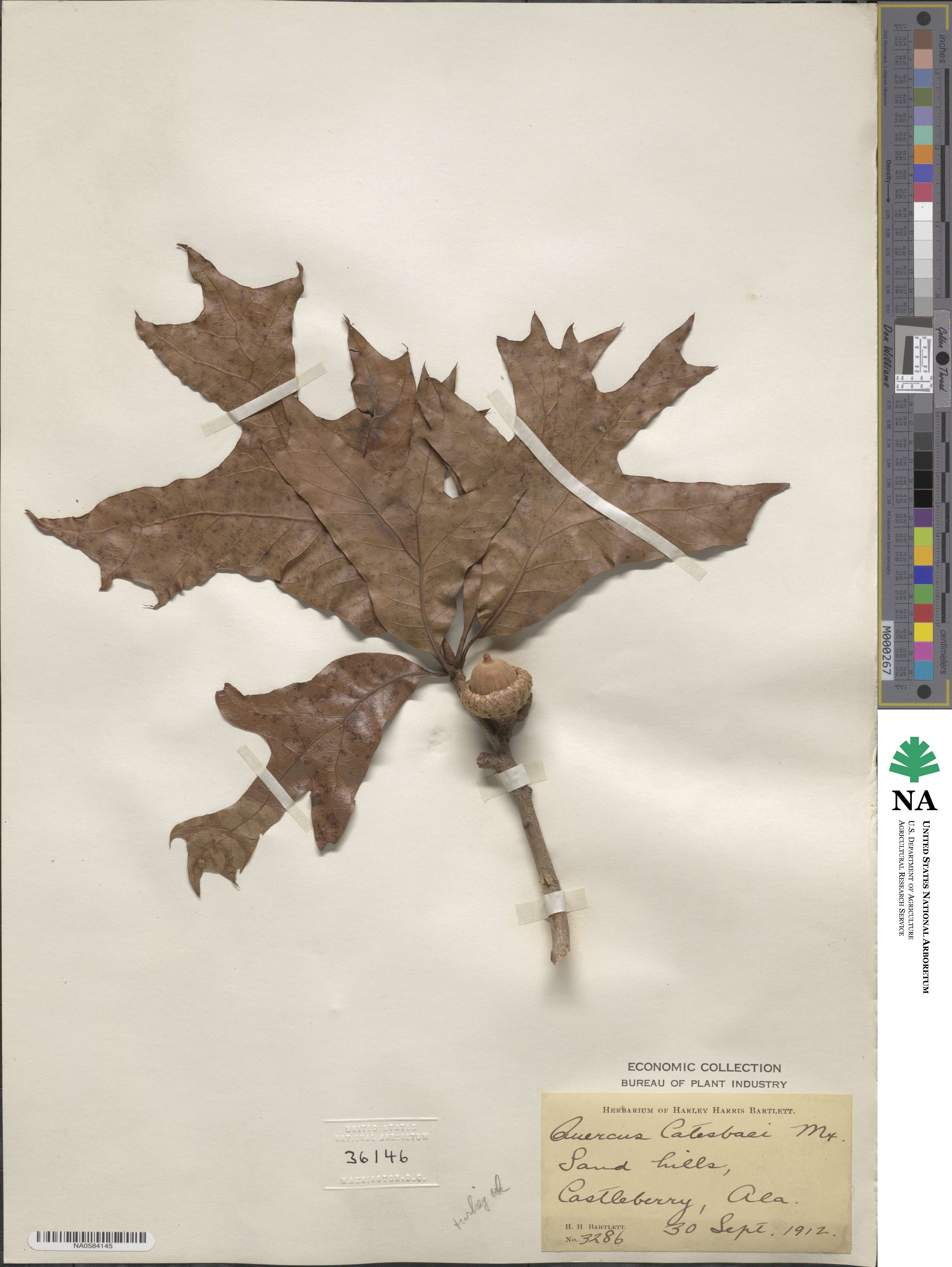 Quercus laevis image