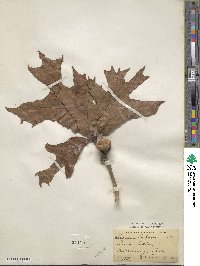 Quercus laevis image