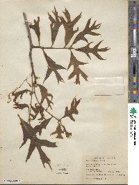 Quercus laevis image