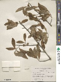 Quercus laurifolia image