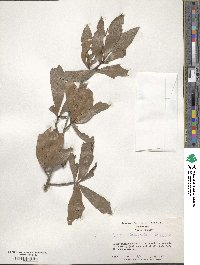 Quercus laurifolia image