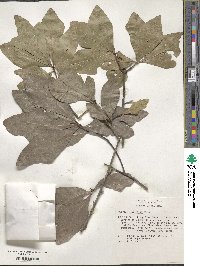 Quercus laurifolia image