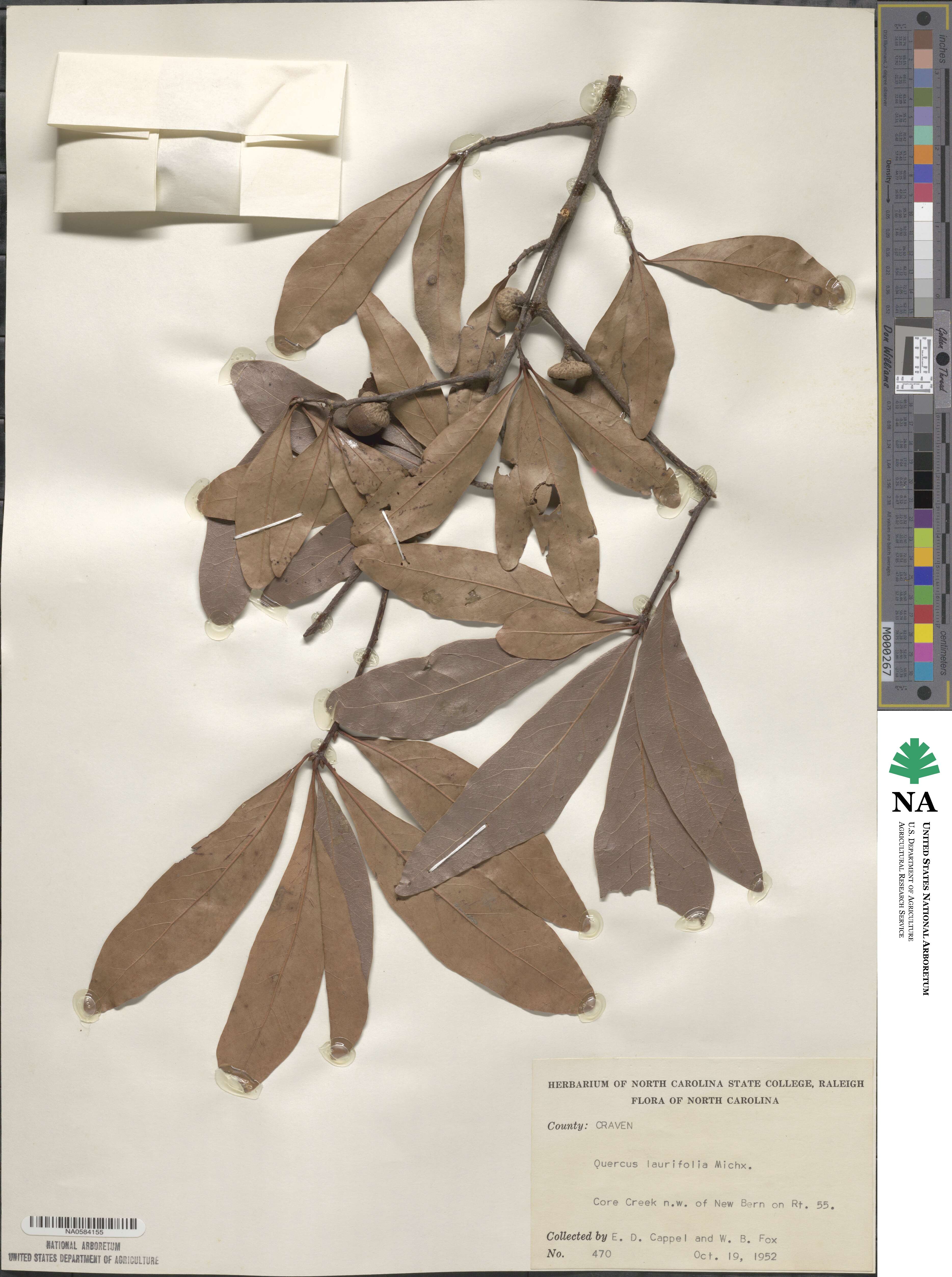 Quercus laurifolia image