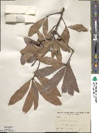 Quercus laurifolia image