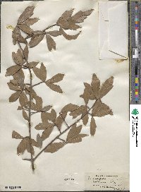 Quercus laurifolia image