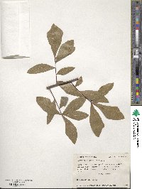 Quercus laurifolia image