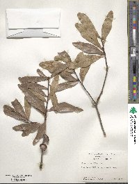 Quercus laurifolia image