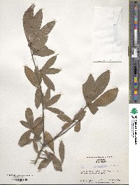 Quercus laurifolia image