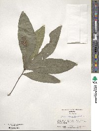 Quercus laurifolia image