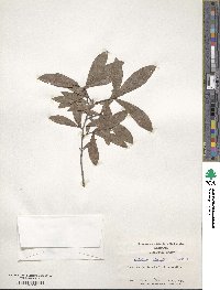 Quercus laurifolia image