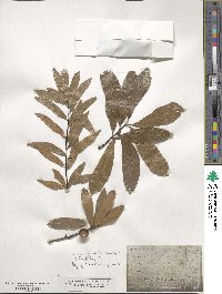 Quercus laurifolia image