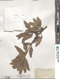 Quercus laurifolia image