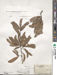 Quercus laurifolia image