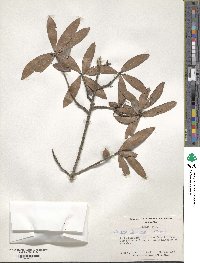 Quercus laurifolia image