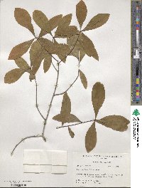 Quercus laurifolia image