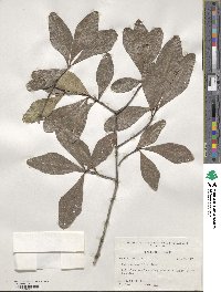 Quercus laurifolia image