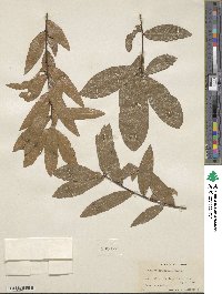 Quercus laurifolia image