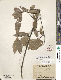 Quercus laurifolia image