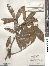 Quercus laurifolia image