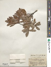 Quercus laurifolia image