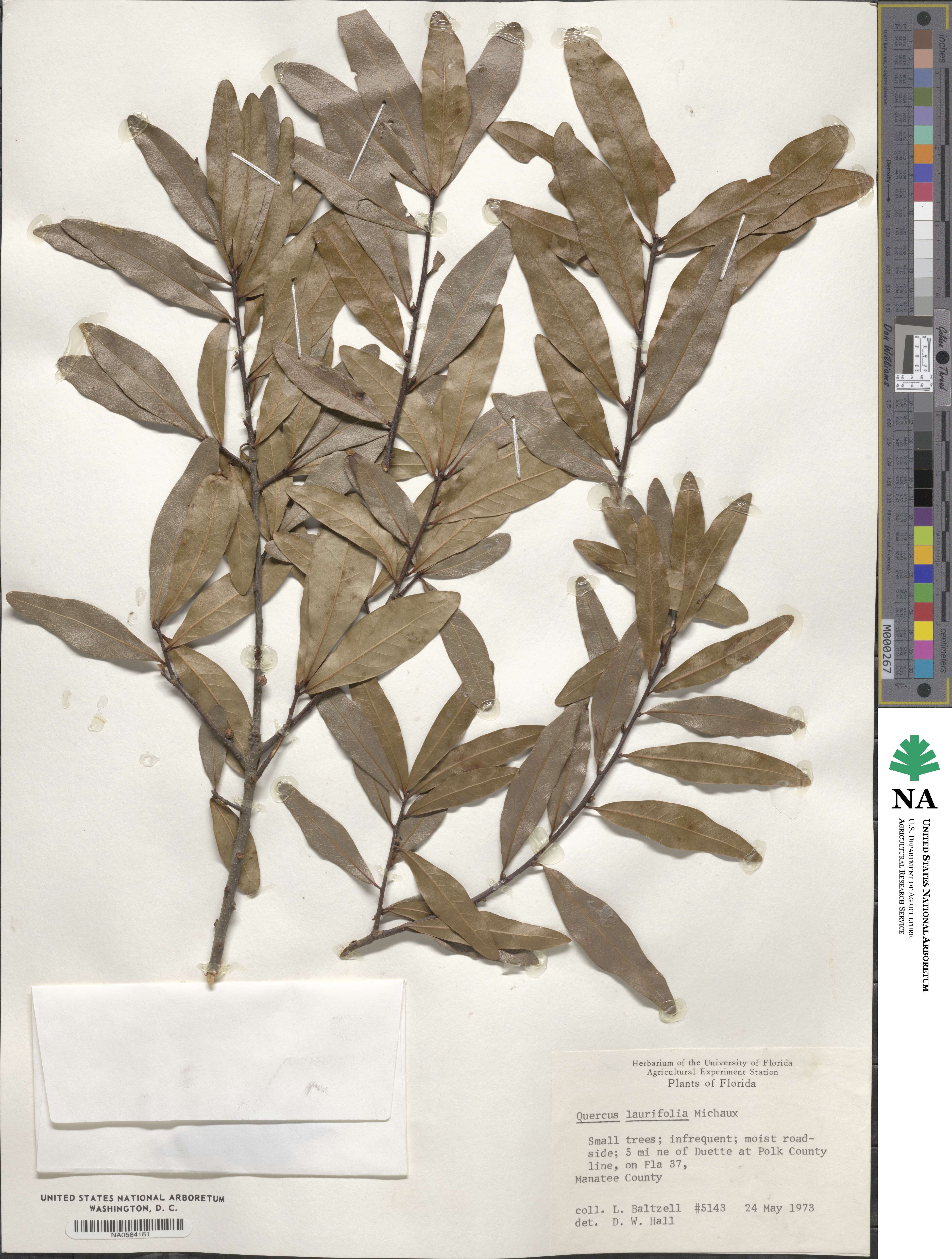 Quercus laurifolia image
