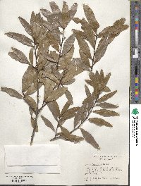 Quercus laurifolia image