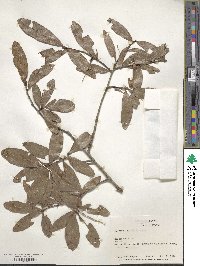 Quercus laurifolia image