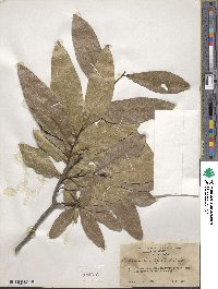 Quercus laurifolia image